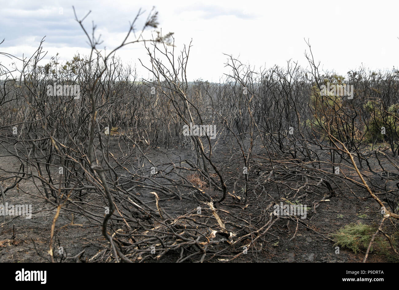 A view of fire damaged gorse on heathland near to Holbury in the New Forest, Hampshire. Stock Photo