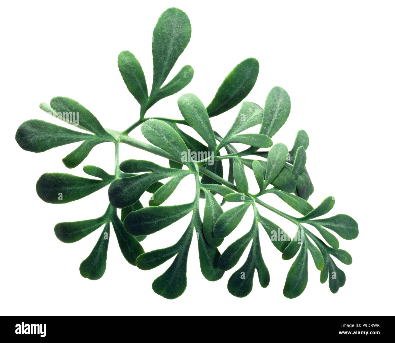 Rue, a herbofgrace (Ruta graveolens) leaves Stock Photo Alamy