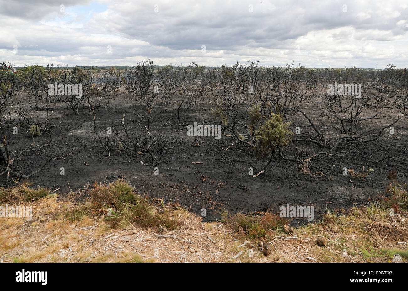 A view of fire damaged gorse on heathland near to Holbury in the New Forest, Hampshire. Stock Photo