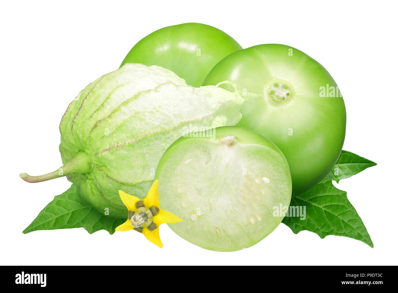 Tomatillo or Mexican husk tomato (Physalis philadelphica fruit) husked, with flower and leaves Stock Photo