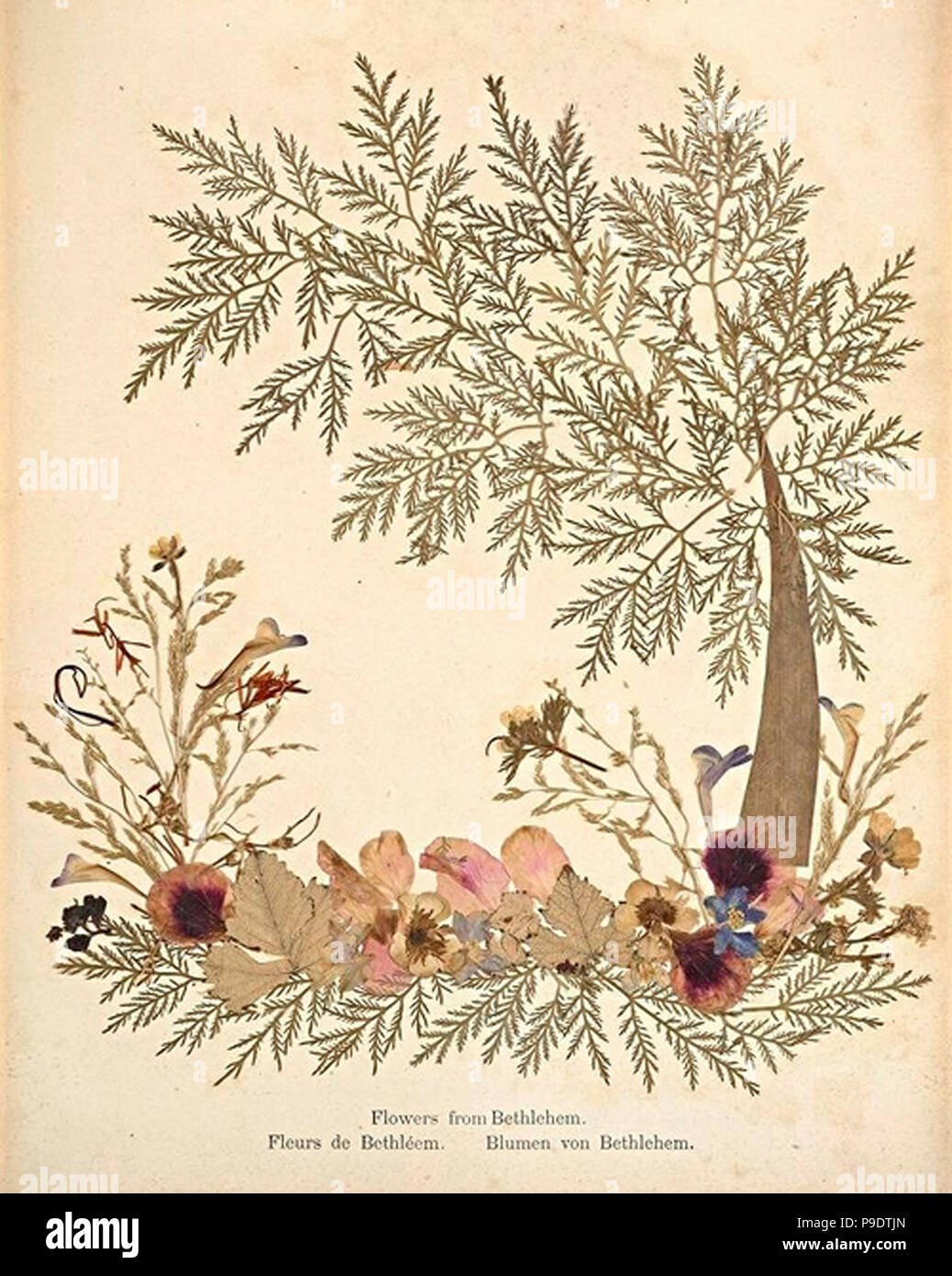 flowers from jerusalem vintage dried Stock Photo Alamy