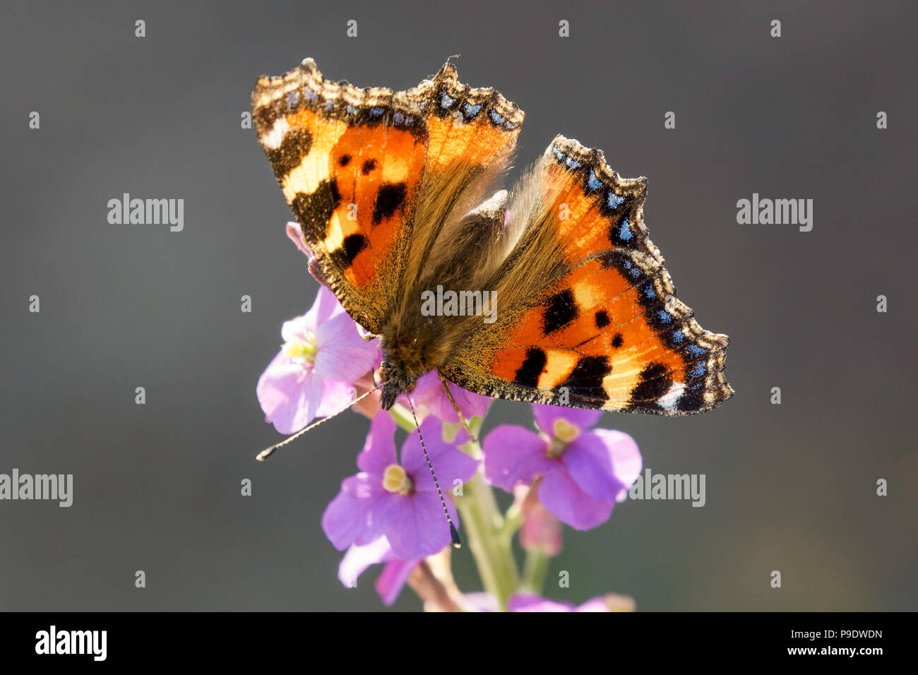 Small Tortoiseshell butterfly feeding on Erisymum (wallflower) Stock Photo