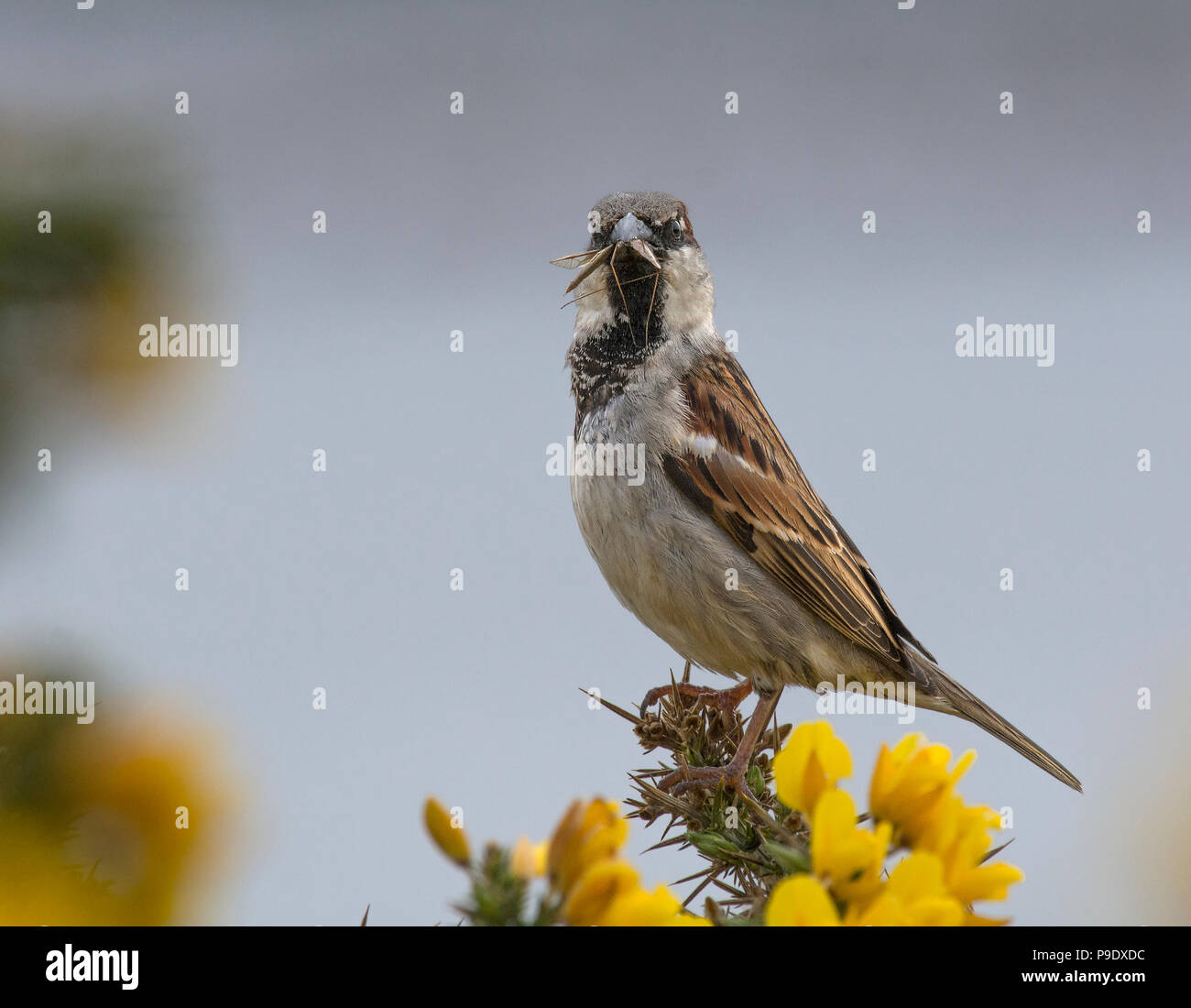 Insect catch hi-res stock photography and images - Alamy