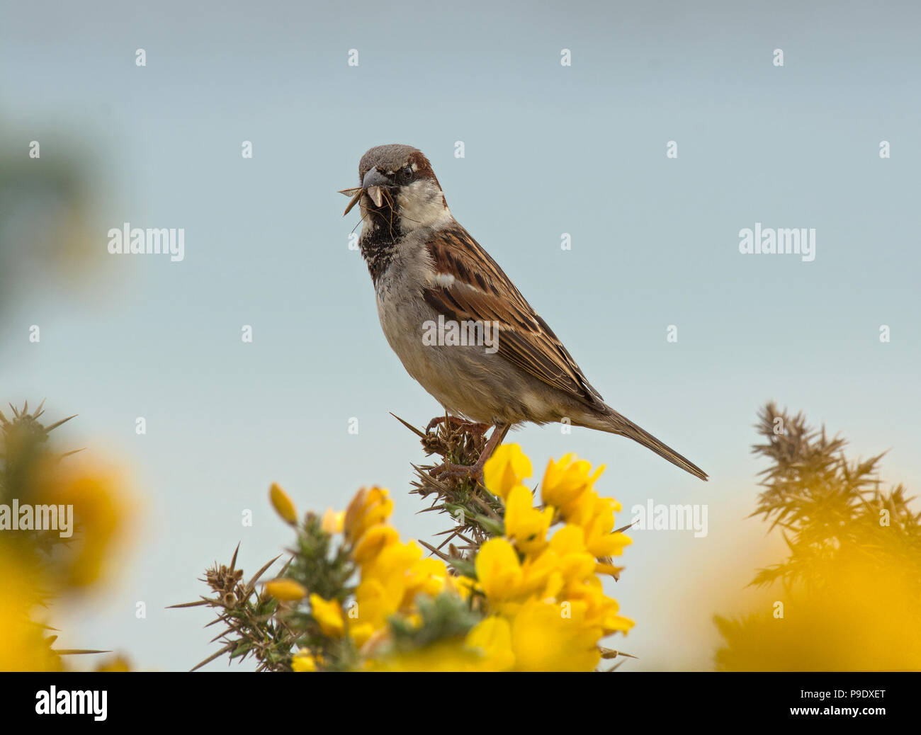 Gorse garden insect uk hi-res stock photography and images - Alamy