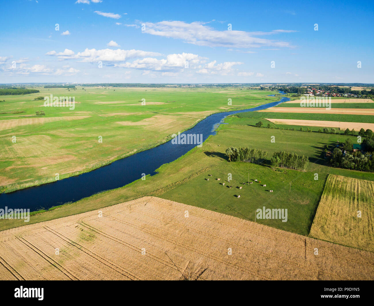 Cows grazing on green pasture by a river, under blue cloudy sky Stock Photo