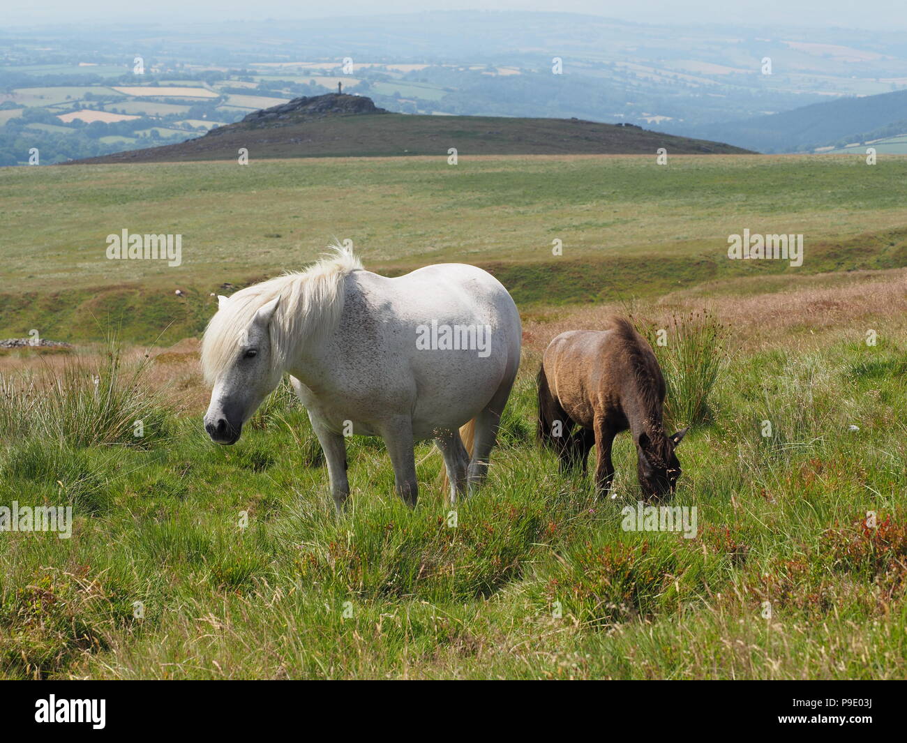 Wild ponies overlooking Brat Tor and Widgery Cross, Dartmoor Stock Photo