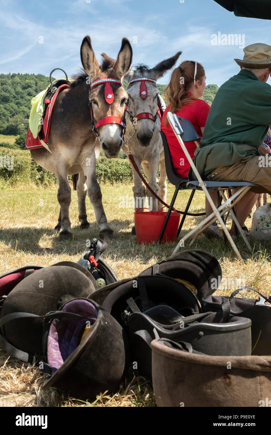 Donkeys having a rest between giving rides at Monmouthshire show, July 2018. Stock Photo