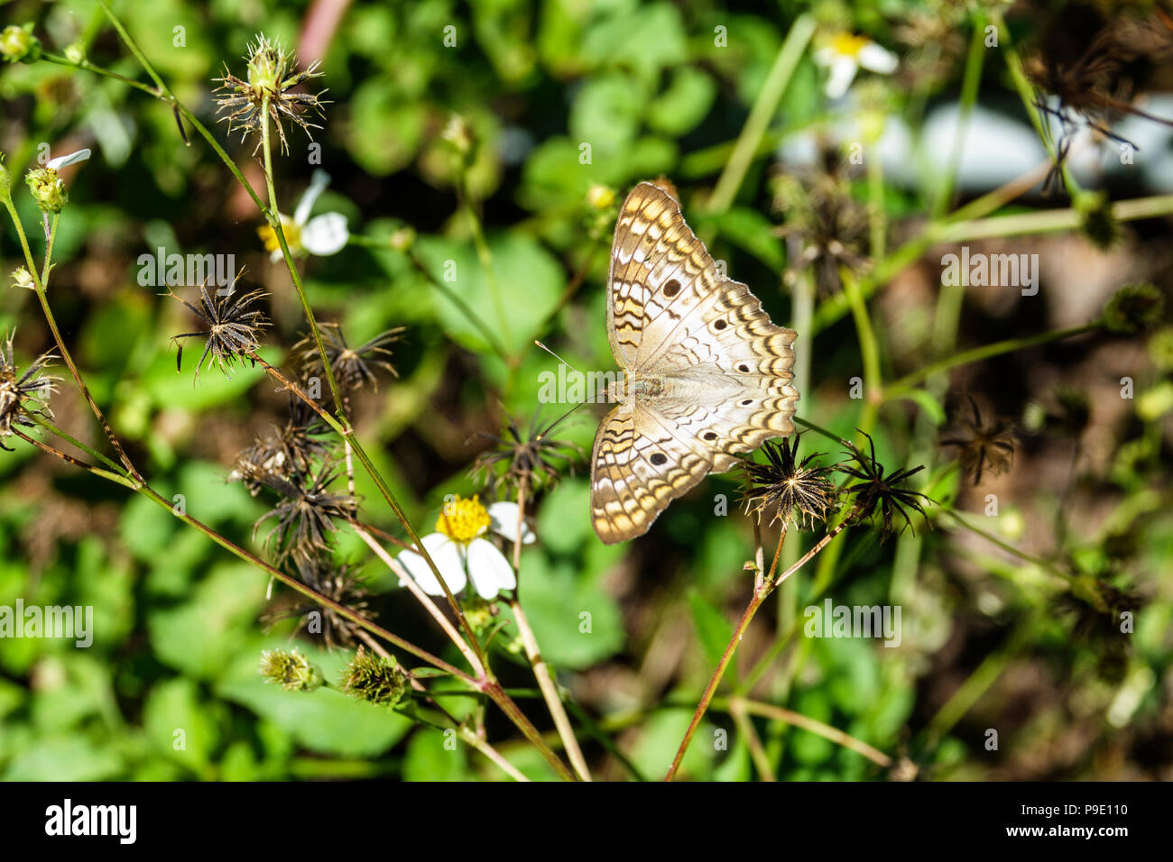 American white cabbage butterfly hires stock photography and images