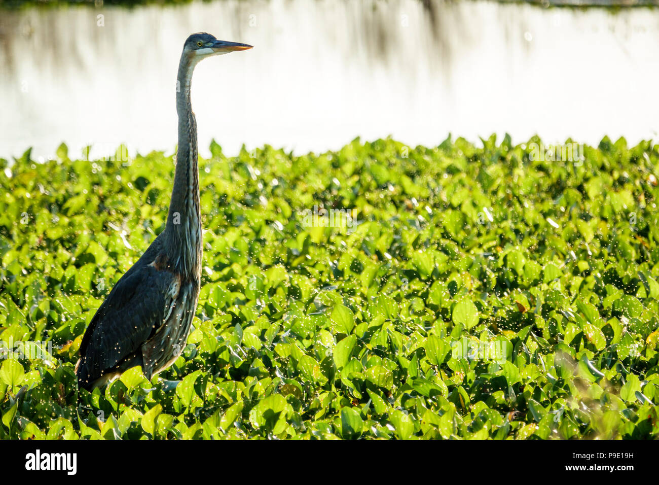 Gainesville Florida,Micanopy,Paynes Prairie,LaChua Trail Trailhead,Alachua Sink,state park,prairie marsh wetlands,Great blue heron,wading bird,FL17102 Stock Photo