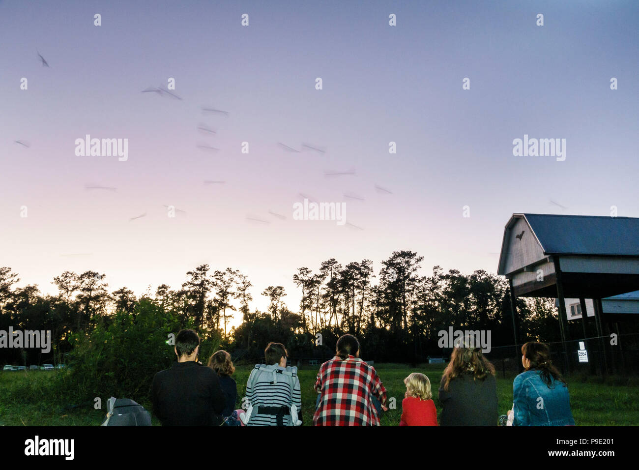 Gainesville Florida,University of Florida,campus,UF Bat House Houses Barn bats,Brazilian free-tailed Tadarida brasiliensis Southeastern Myotis austror Stock Photo