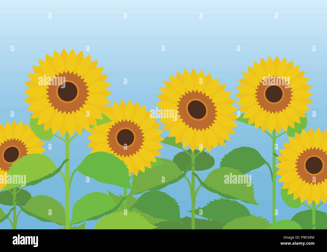 Vector illustration of a sunflower field with flowers and leaves under