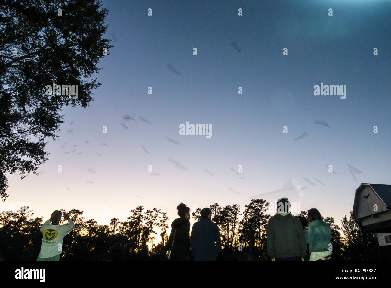 Gainesville Florida,University of Florida,campus,UF Bat House Houses