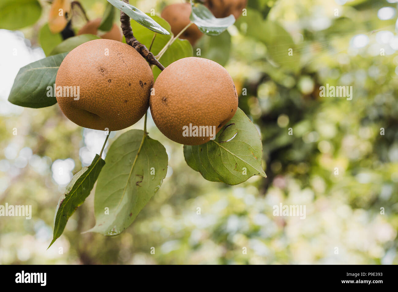 Organic Ripen Nashi Pears ready to pick in the himalayas,Gorkha Nepal Stock Photo