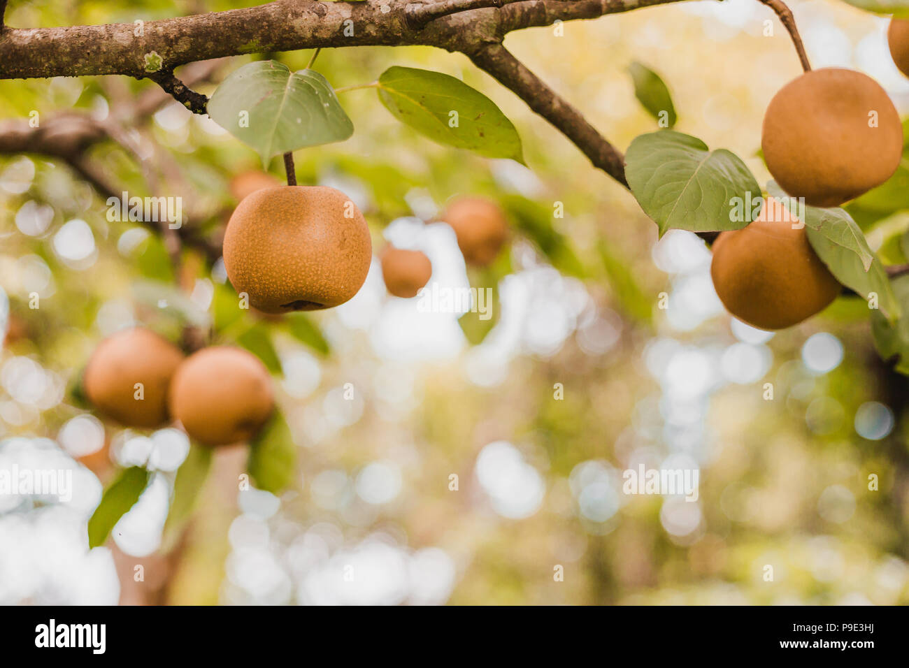 Organic Ripen Nashi Pears ready to pick in the himalayas,Gorkha Nepal Stock Photo