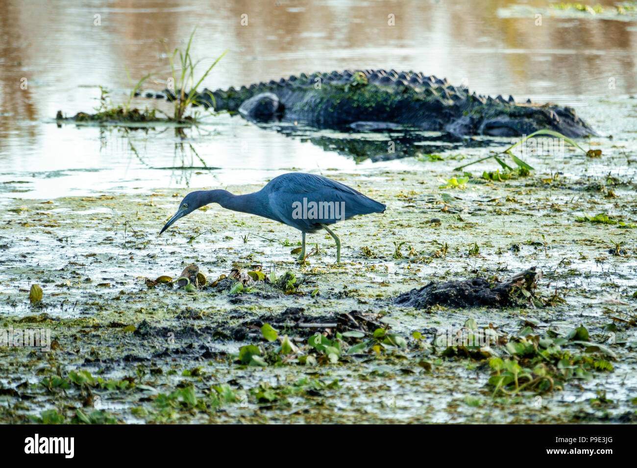 Gainesville Florida,Micanopy,Paynes Prairie,LaChua Trail Trailhead,Alachua Sink,state park,prairie marsh wetlands,Little blue heron,wading bird,alliga Stock Photo