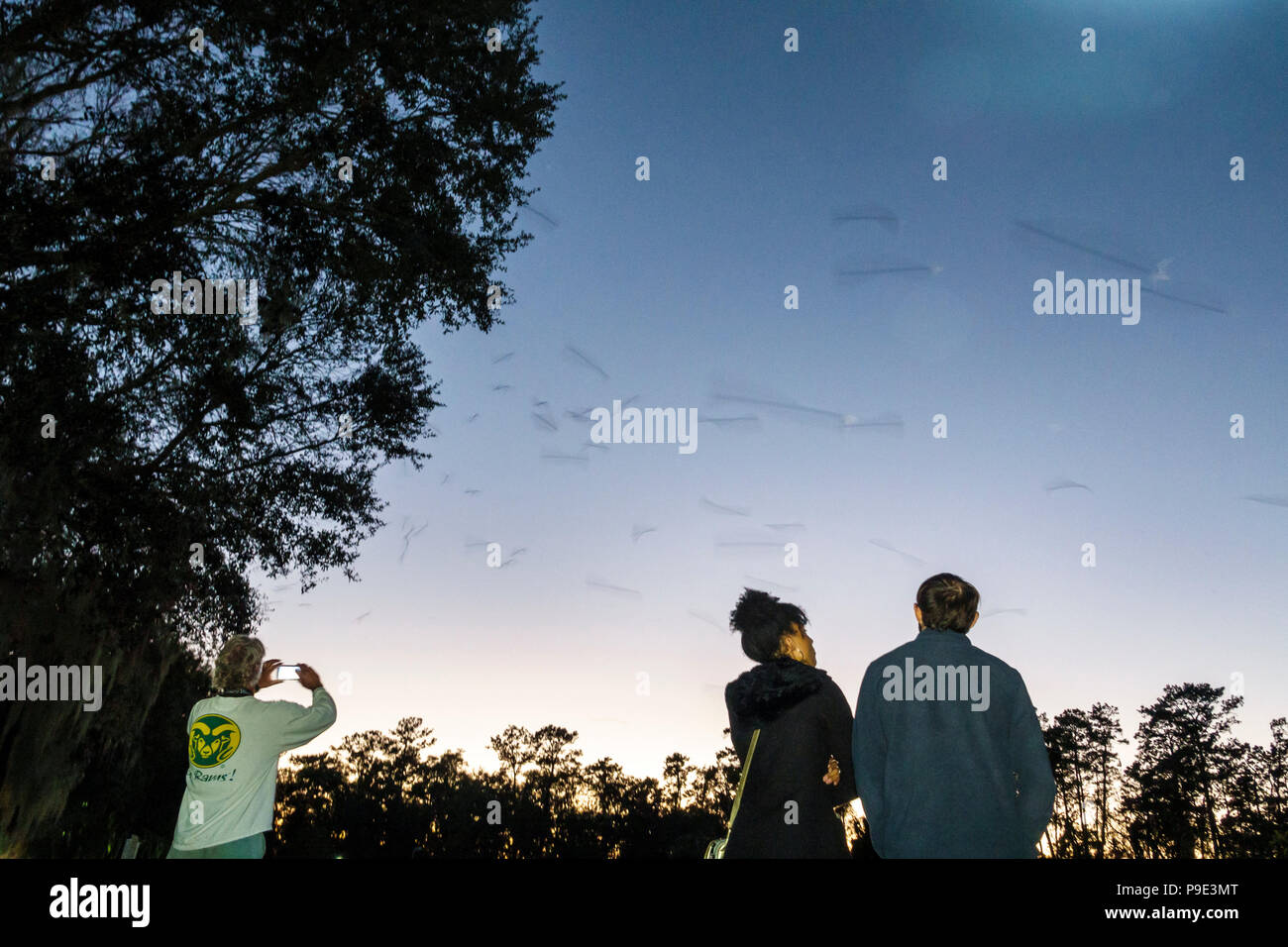 Gainesville Florida,University of Florida,campus,UF Bat House Houses