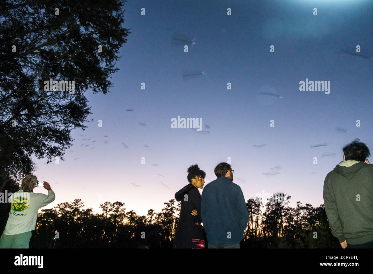 Florida Gainesville University of Florida campus UF Bat House Houses