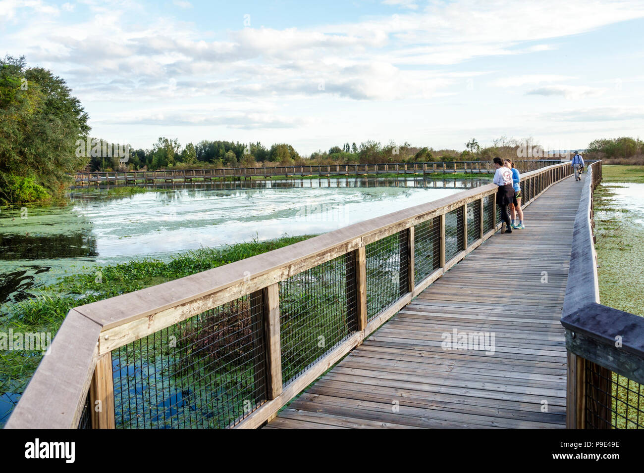 Gainesville Florida,Micanopy,Paynes Prairie,LaChua Trail Trailhead,Alachua Sink,state park,raised nature boardwalk,prairie marsh wetlands,duckweed,FL1 Stock Photo