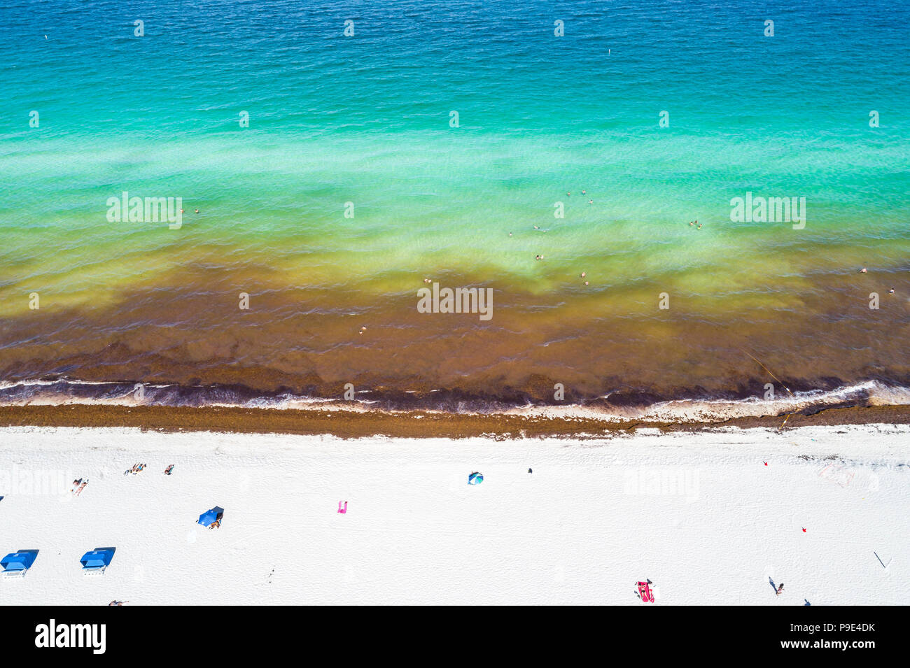 Florida Miami Beach Atlantic Ocean shore shoreline seaweed weed
