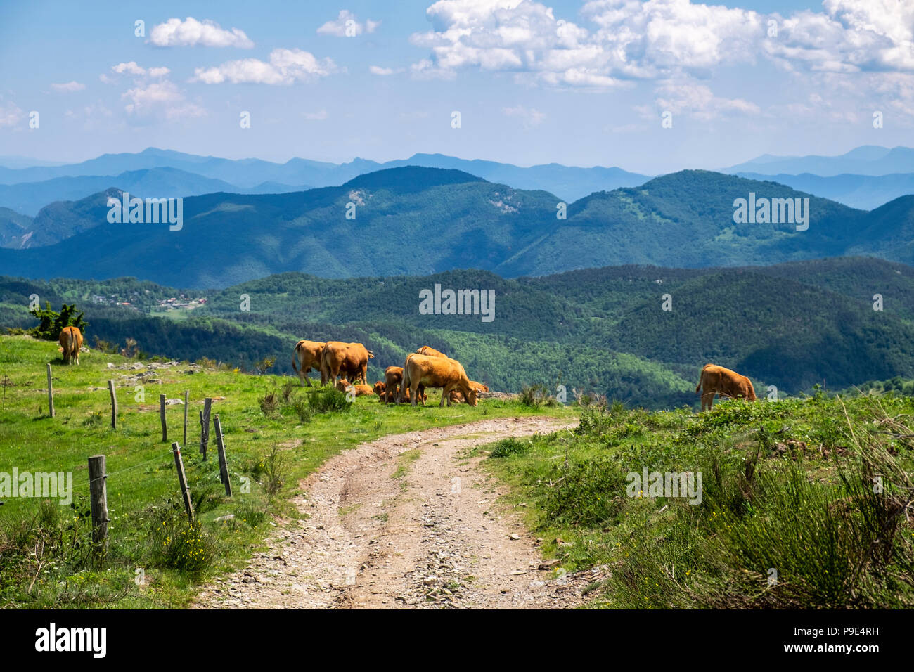 Cattle grazing alongside the GR11 long distance walk in the Pyrenees near to Mollo, Catalonia, Spain Stock Photo