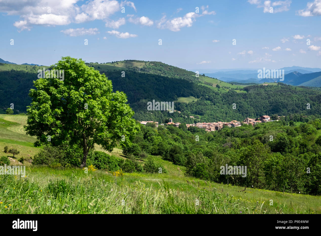 Trees in the landscape along the GR11 long distance walk in the Pyrenees near Mollo, Catalonia, Spain Stock Photo