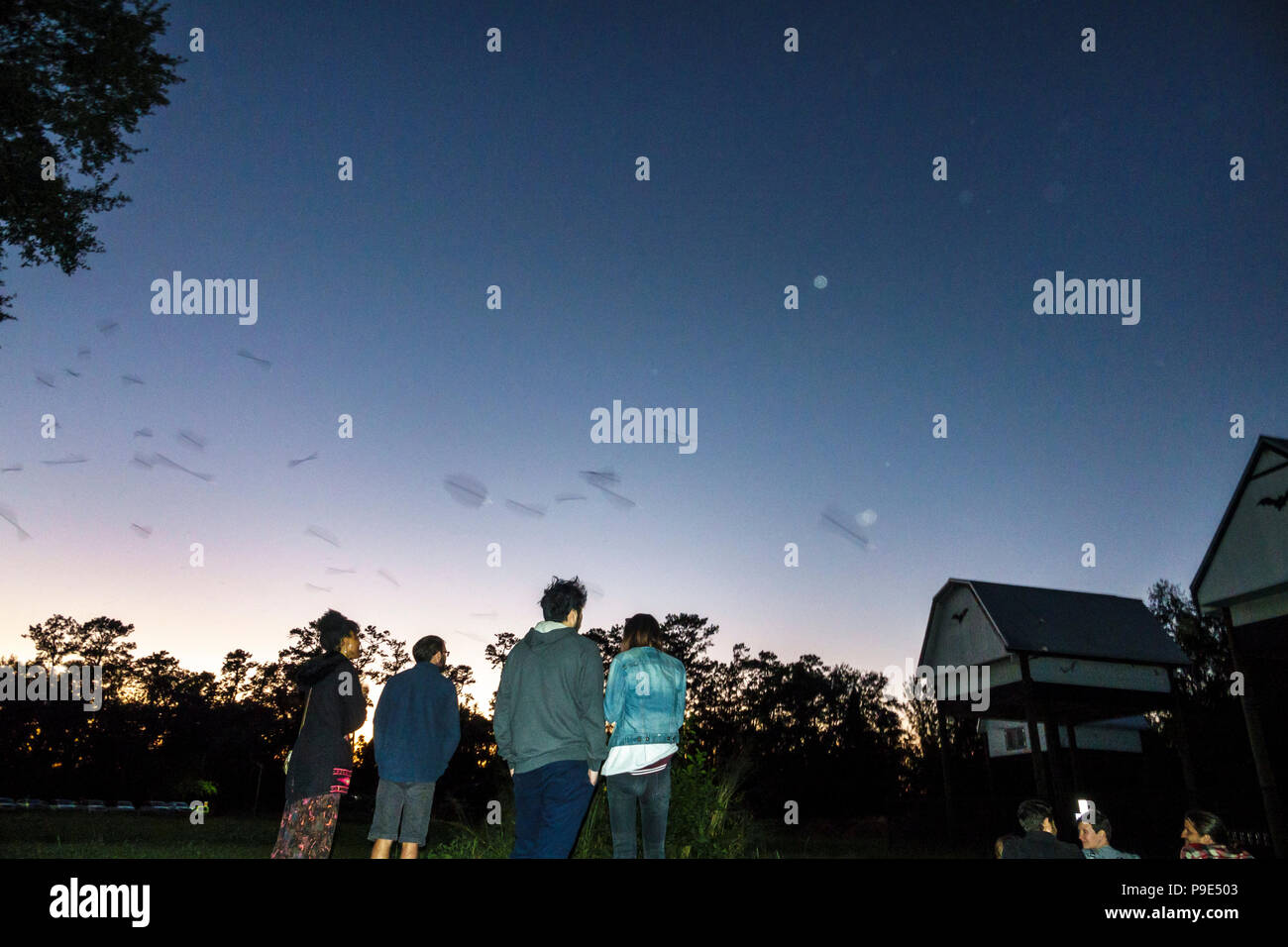 Gainesville Florida,University of Florida,campus,UF Bat House Houses