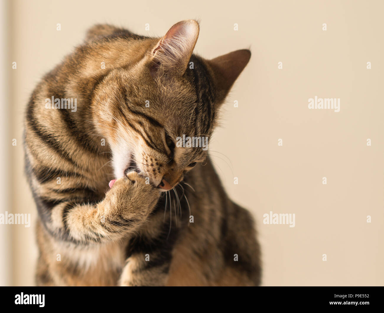 Lick Licking High Resolution Stock Photography and Images Alamy