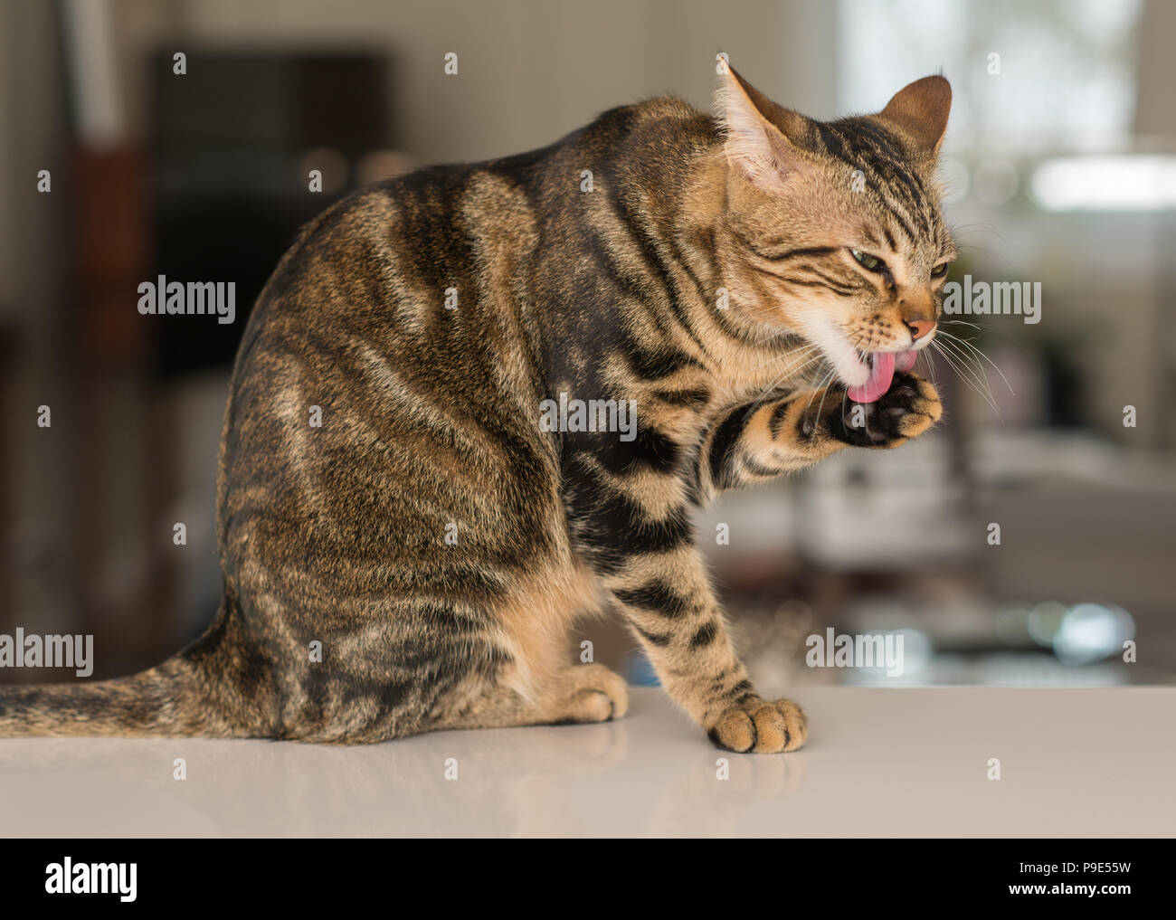 Beautiful feline cat licking himself at home. Domestic animal Stock
