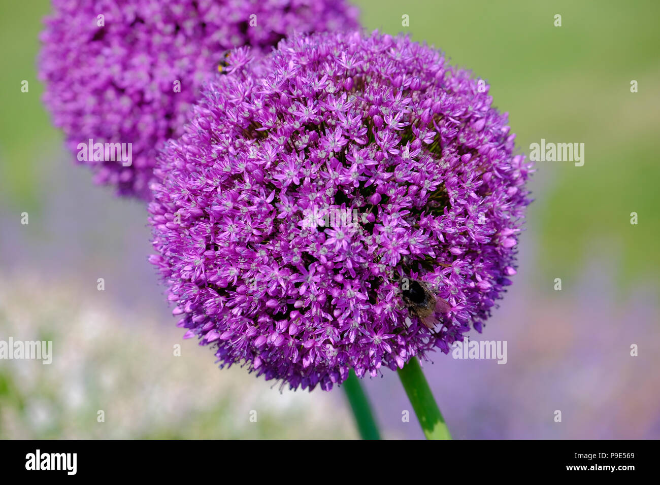 close up of Allium bloom and Bee Stock Photo