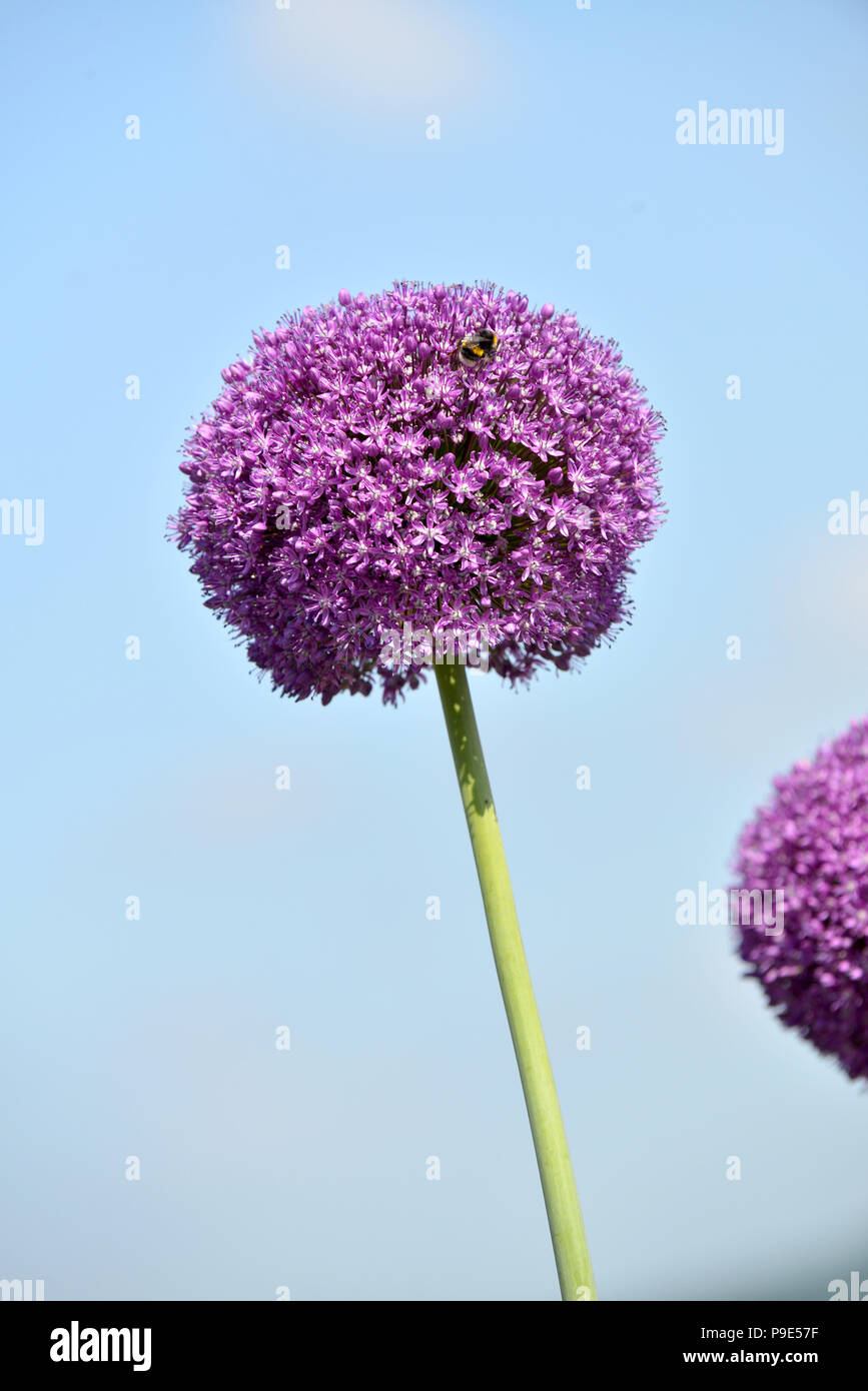A single purple Allium bllom with Bee Stock Photo