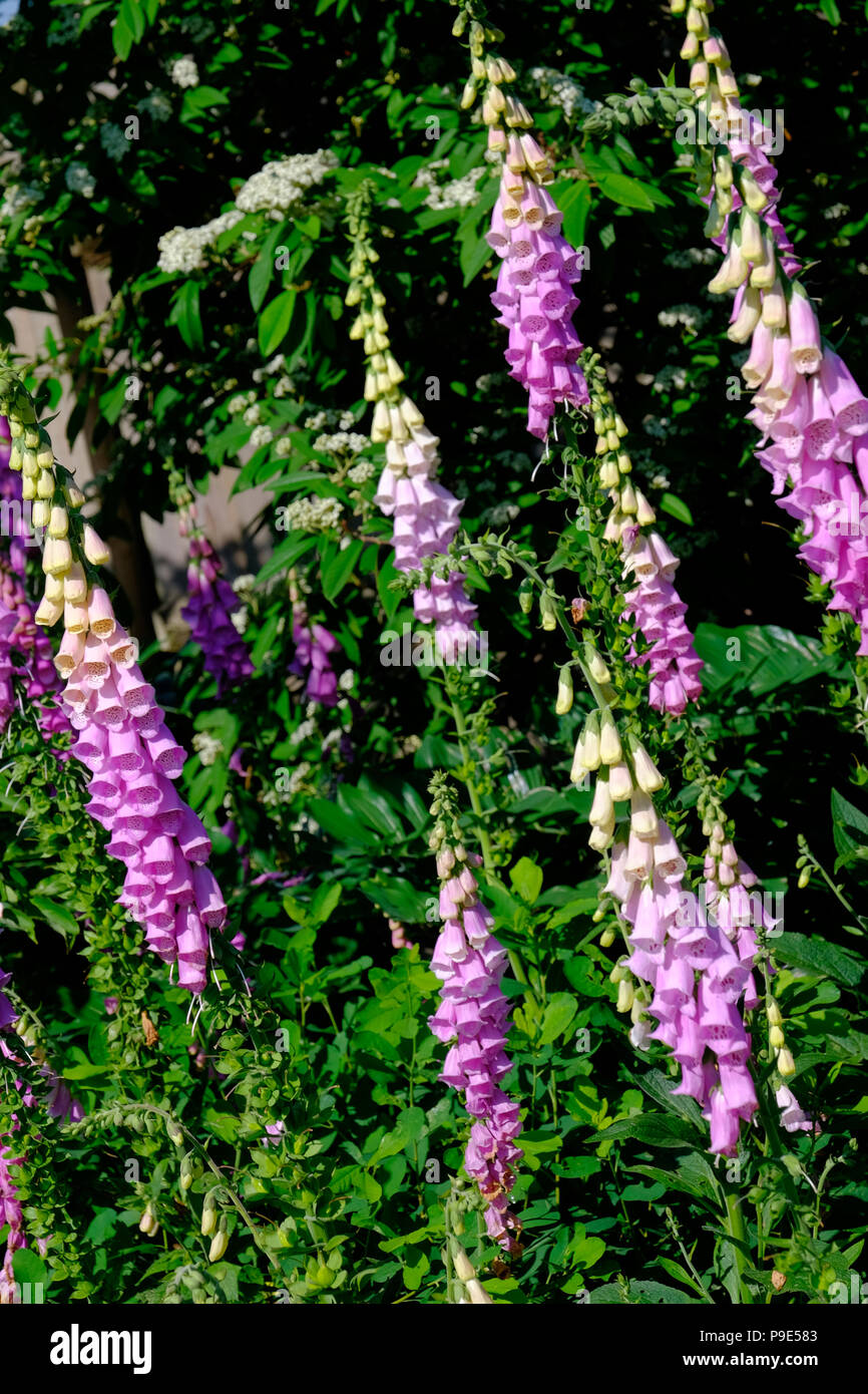 a display of pink foxglove plants in a garden Stock Photo