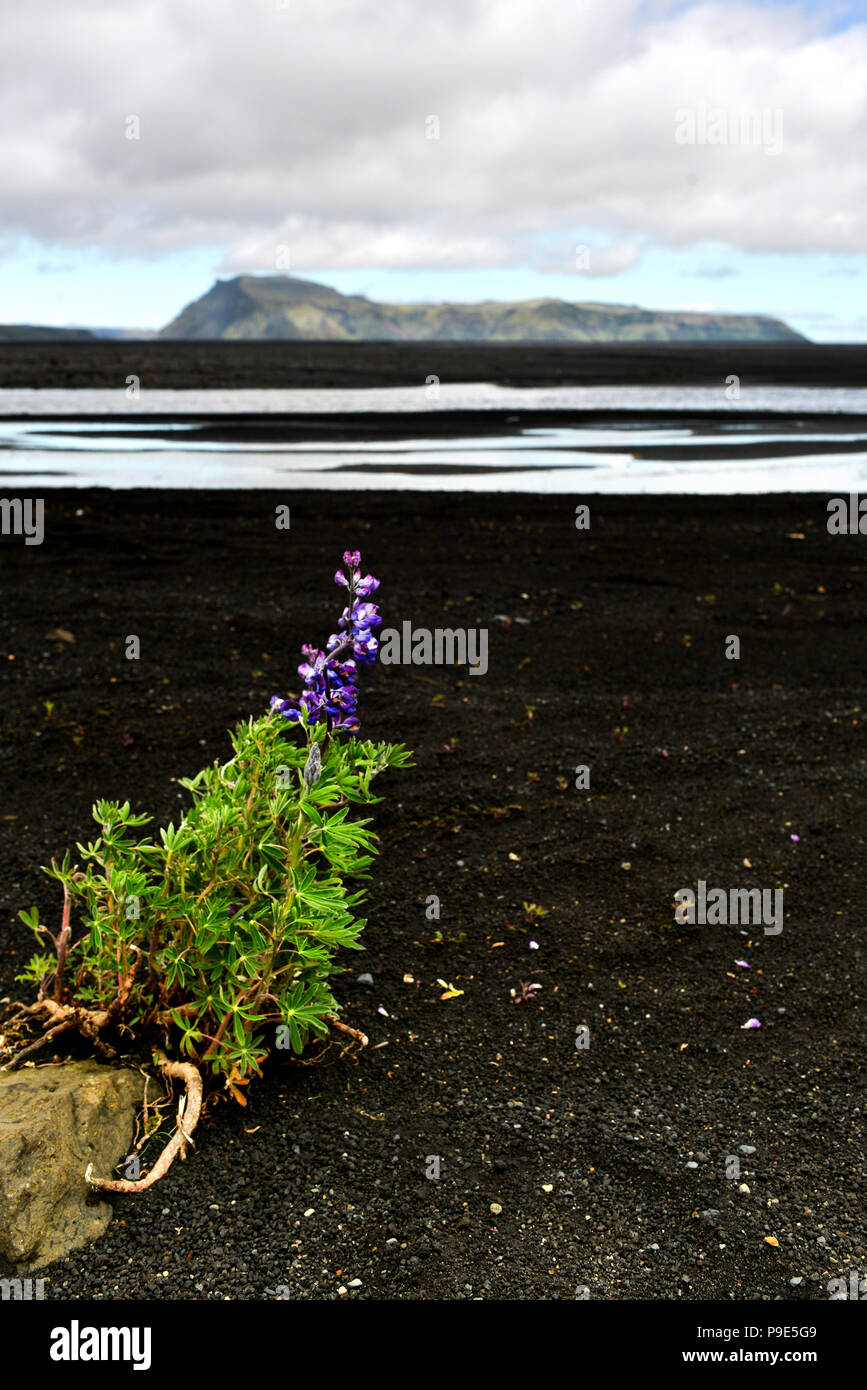 An icelandic landscape of black sand and distant mountains with in the fore ground a river and a single Lupin plant Stock Photo