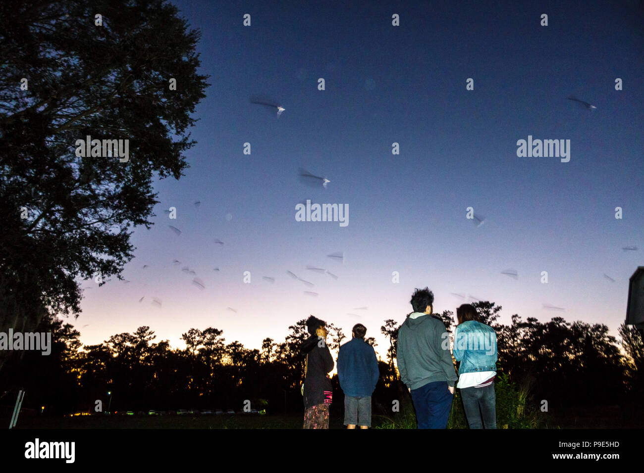 Gainesville Florida,University of Florida,campus,UF Bat House Houses