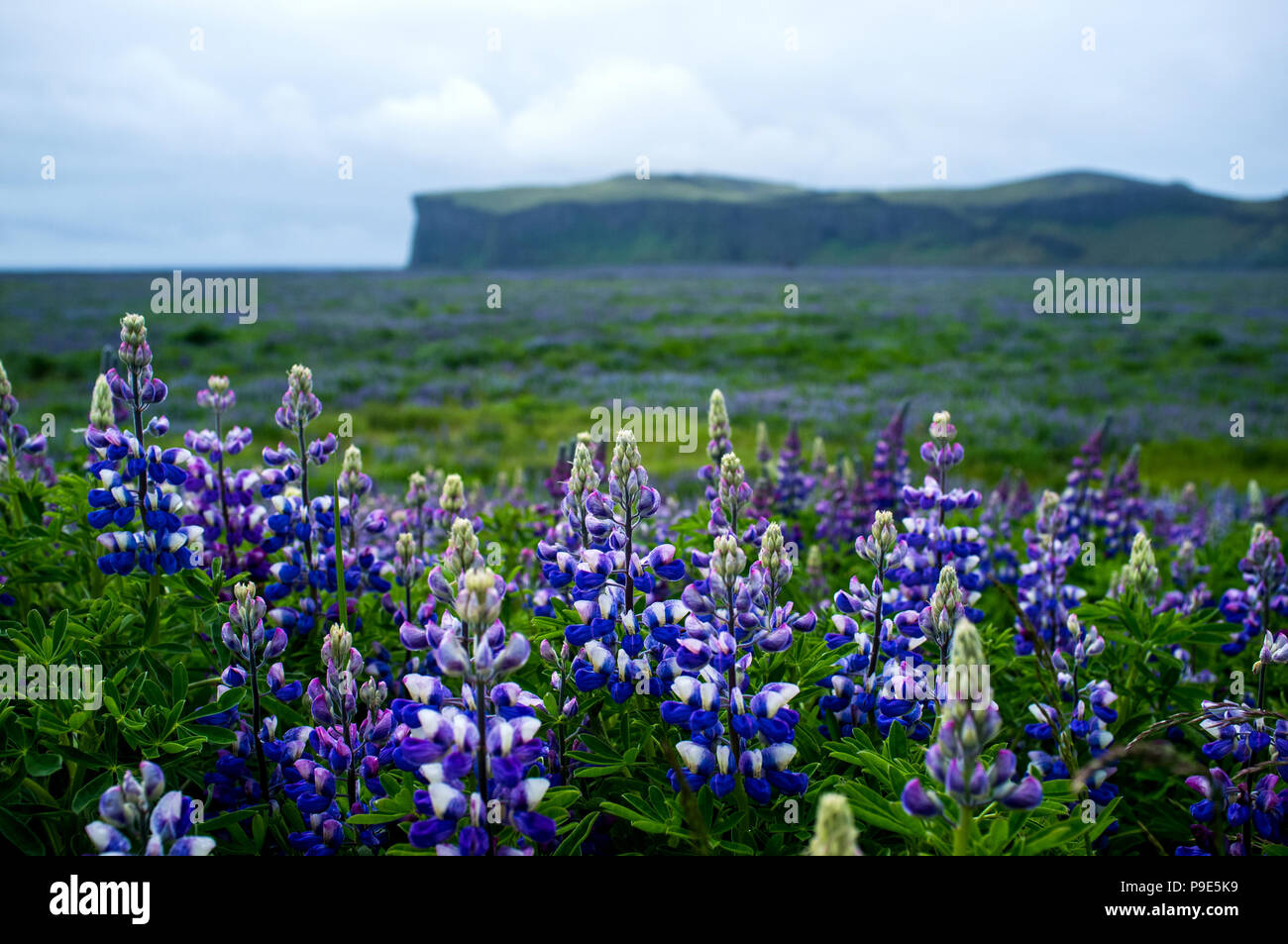 Lupin flowers and a distant mountain in Iceland Stock Photo