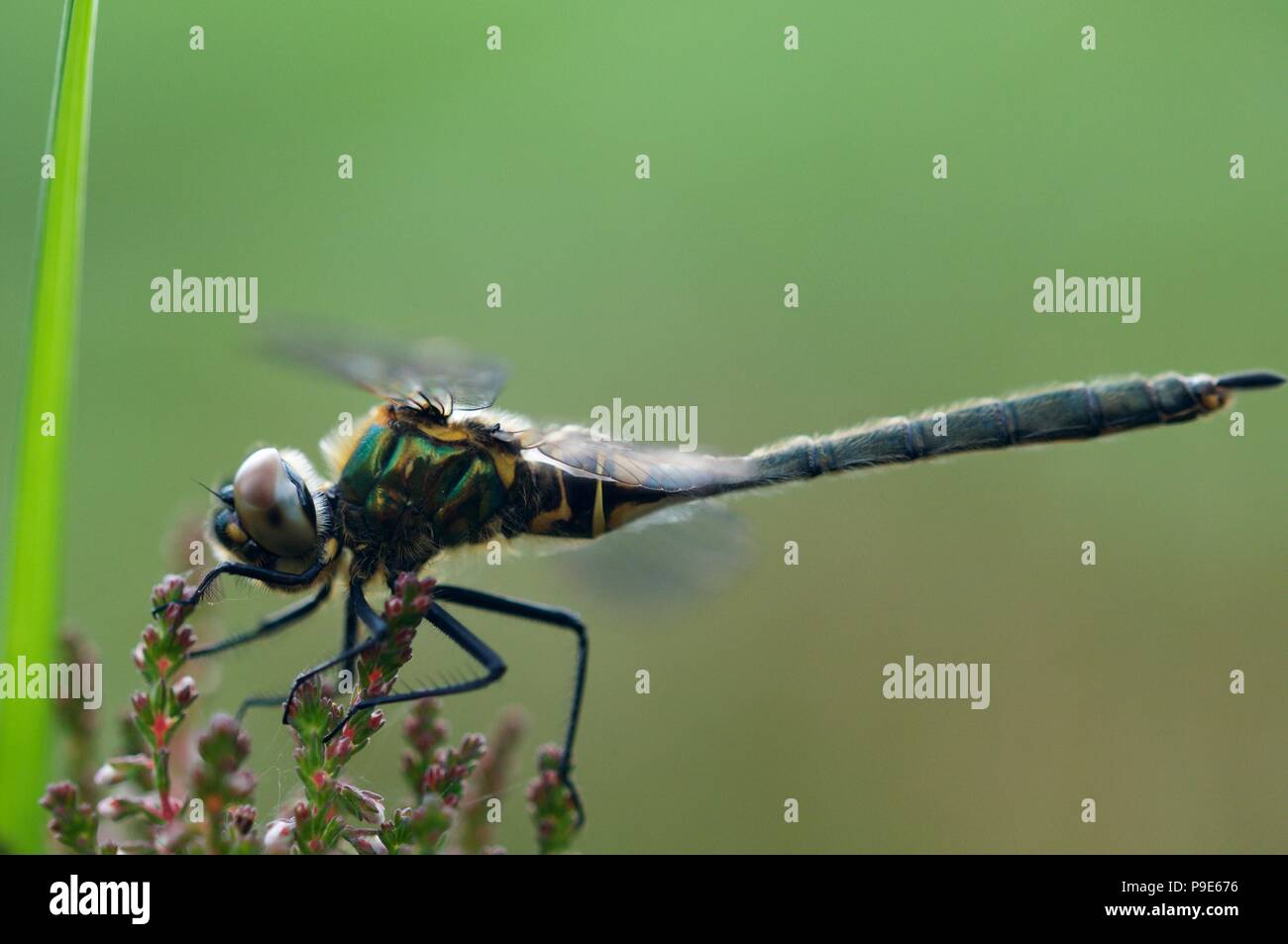 Black darter (Sympetrum danae) dragonfly in Glen Affric, Inverness-shire Stock Photo