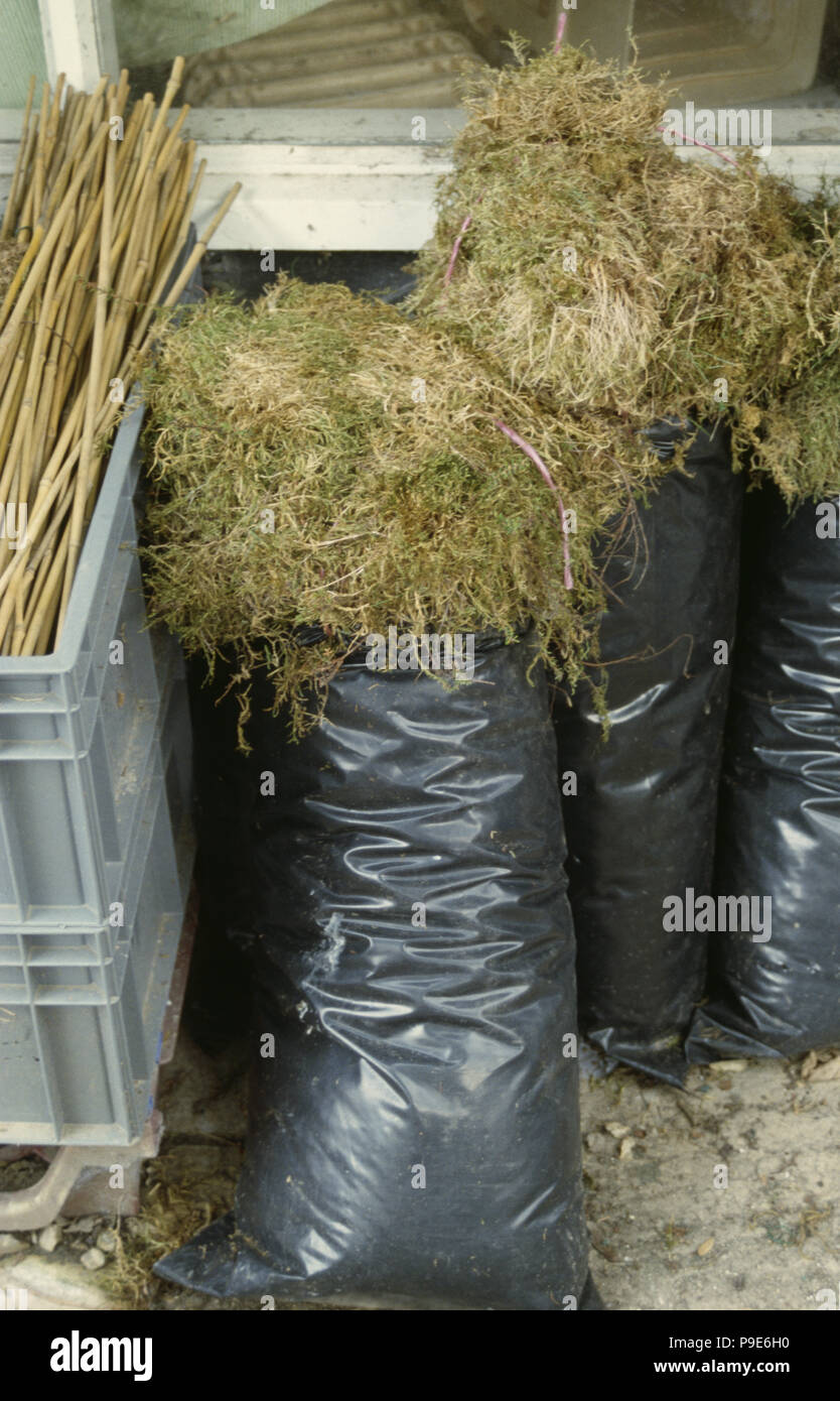 Close-up of black plastic sacks with dried moss Stock Photo