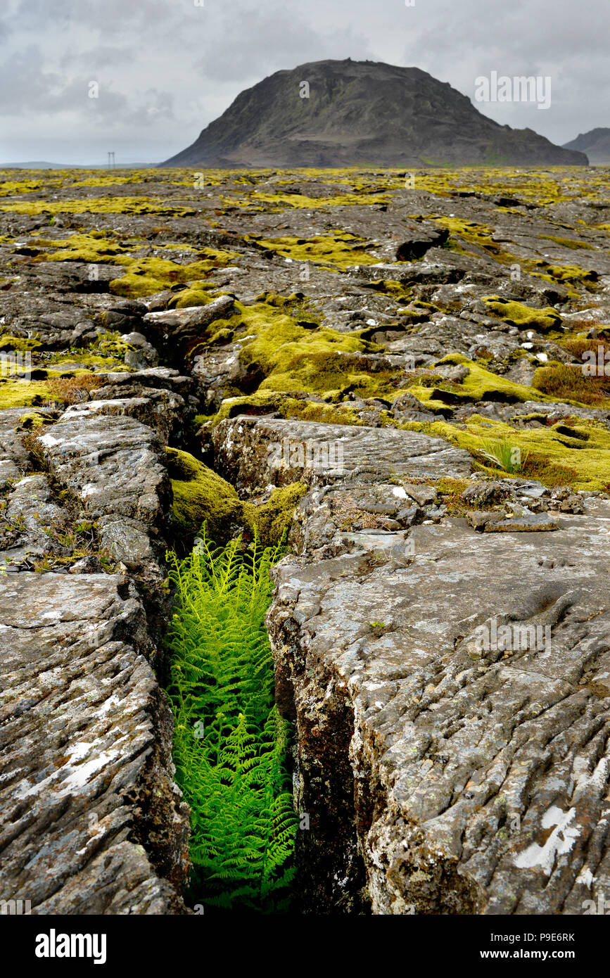 cracked volcanic lava landscape and vegitation on Iceland Stock Photo