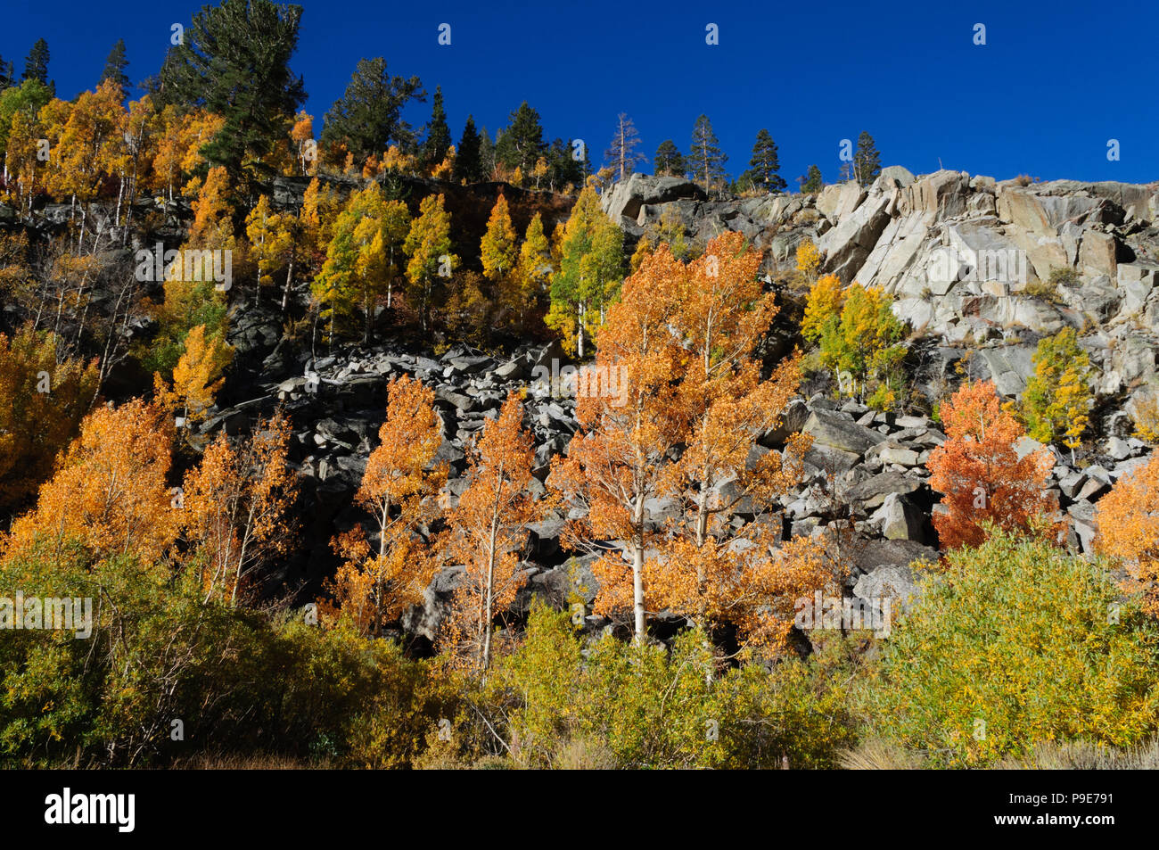 Fall landscape near Bishop Creek, CA Stock Photo