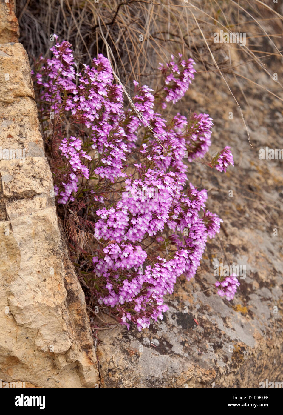 flora of Gran Canaria - flowering Micromeria helianthemifolia, locally called flowery thyme, island endemic Stock Photo