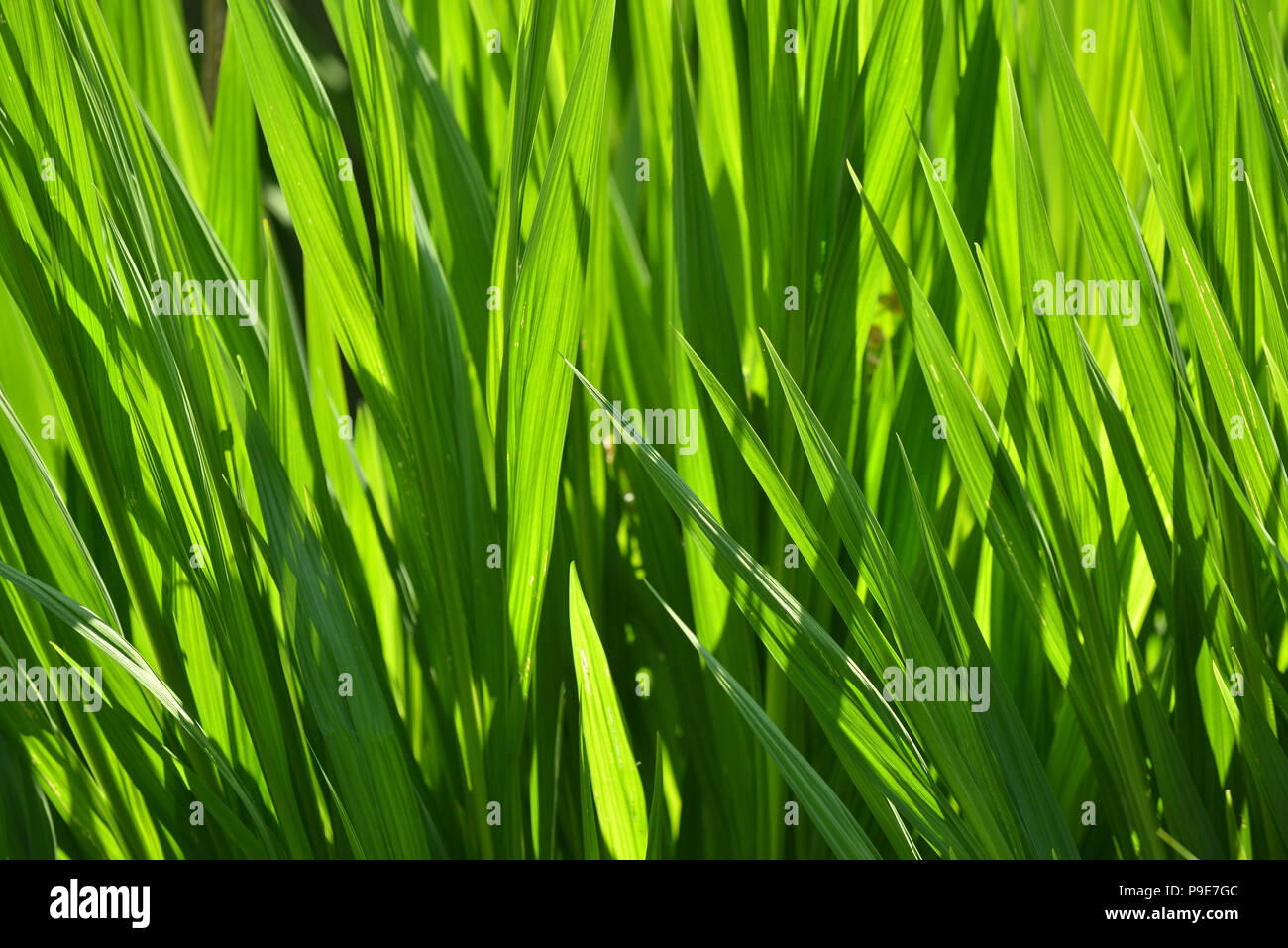 Green plant fronds hires stock photography and images Alamy