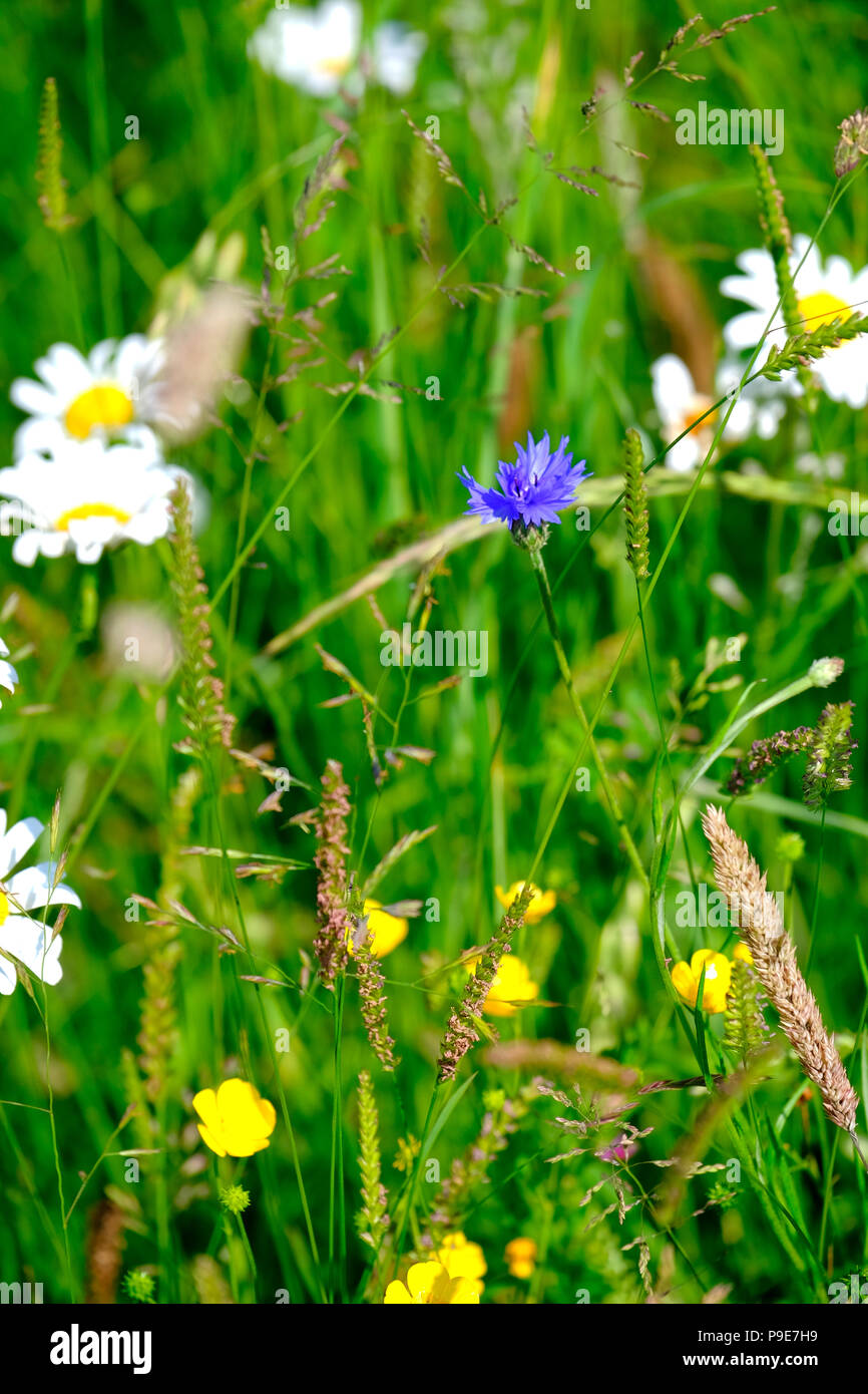 Close up view of wild flowers in a meadow grass Stock Photo - Alamy