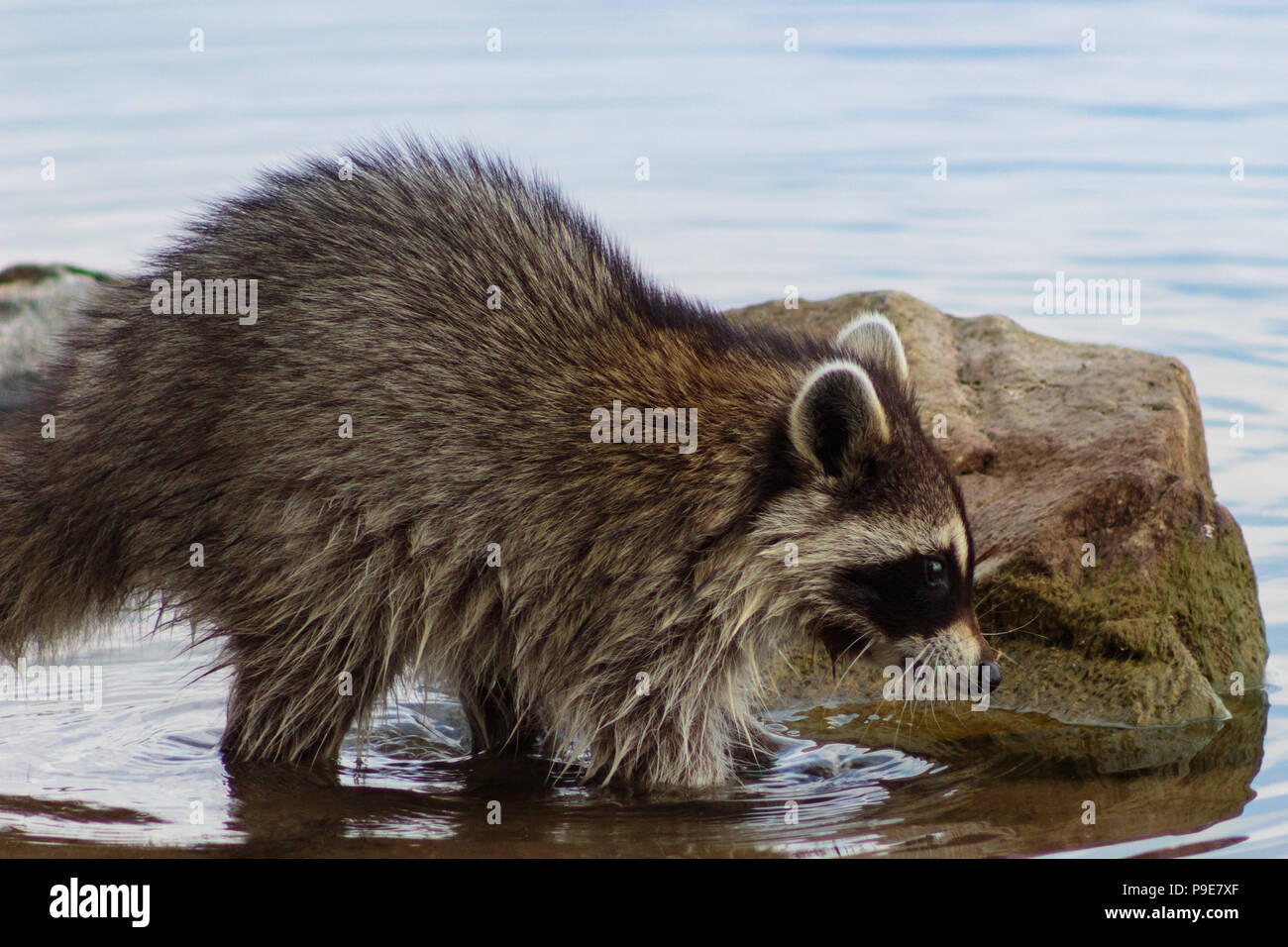 Profile of racoon in lake moving among rocks searching for food with its paws Stock Photo