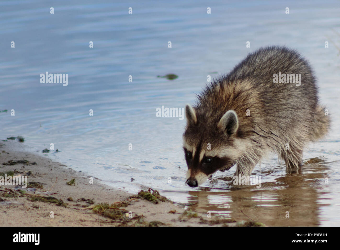 Racoon wading ashore keeping a watchful eye. Stock Photo