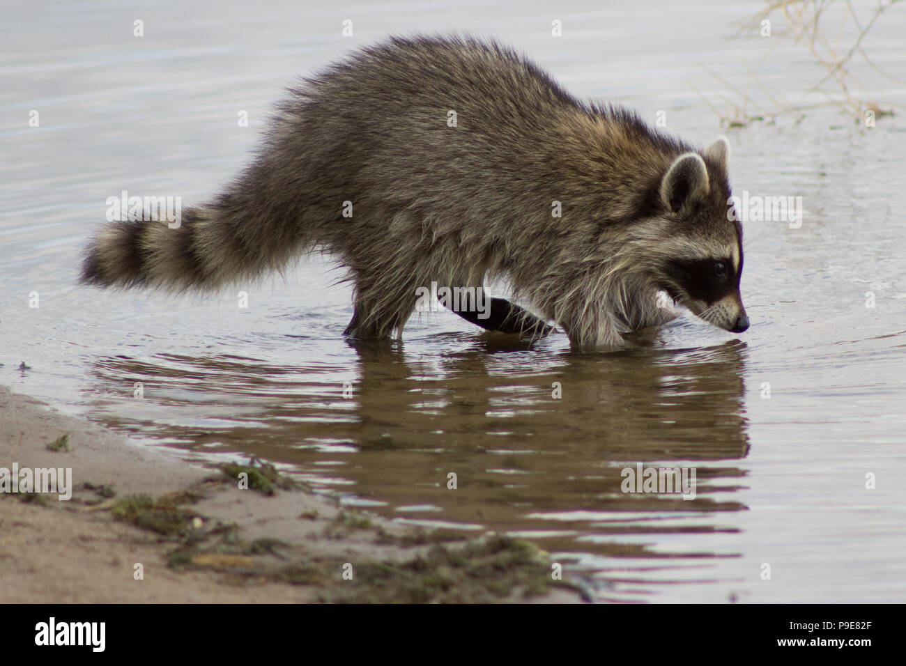 Racoon foraging for food in water near shore Stock Photo