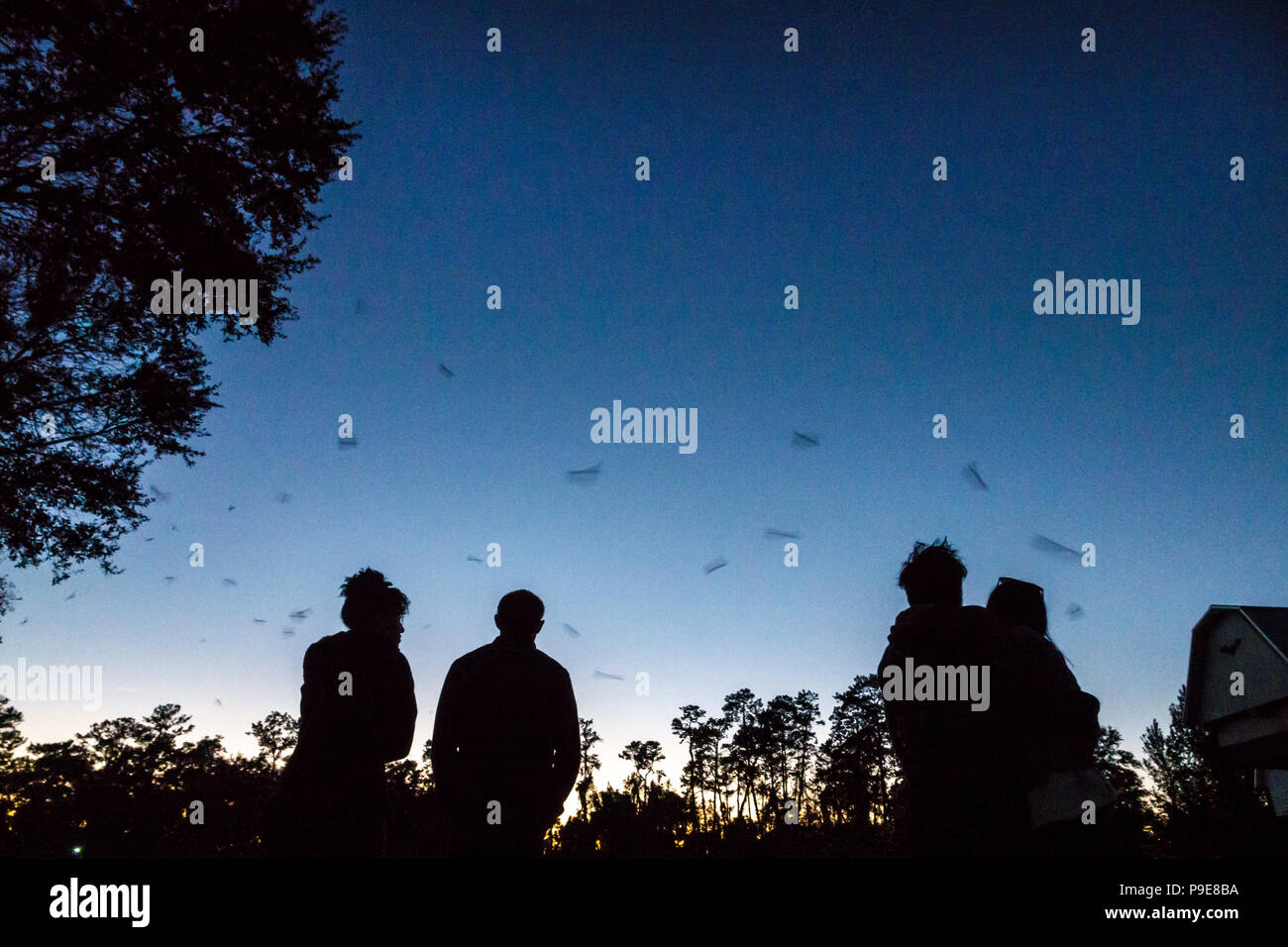 Gainesville Florida,University of Florida,campus,UF Bat House Houses