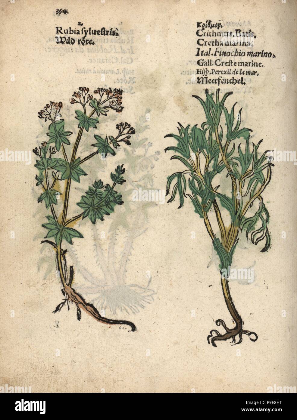 Hedge bedstraw, Galium mollugo, and rock samphire, Crithmum maritimum. Handcoloured woodblock engraving of a botanical illustration from Adam Lonicer's Krauterbuch, or Herbal, Frankfurt, 1557. This from a 17th century pirate edition or atlas of illustrations only, with captions in Latin, Greek, French, Italian, German, and in English manuscript. Stock Photo