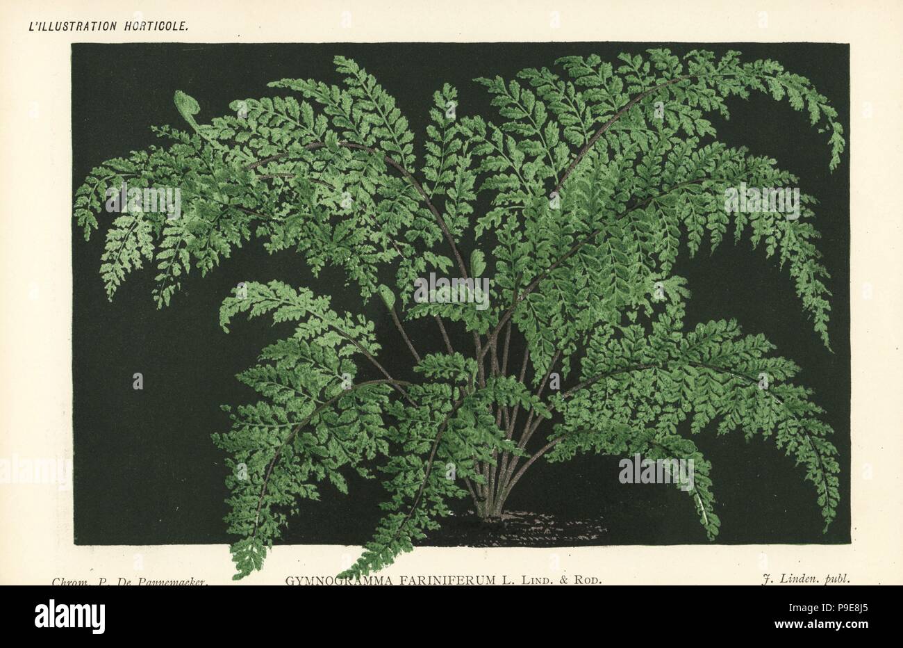 Unresolved fern species, Gymnogramma farinifera. Chromolithograph by Pieter de Pannemaeker from Jean Linden's l'Illustration Horticole, Brussels, 1885. Stock Photo