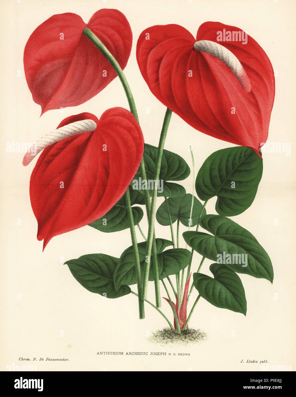 Flamingo flower hybrid, Anthurium Archiduc Joseph, cross of Anthurium  lindenii and Anthurium andraeanum. Chromolithograph by Pieter de  Pannemaeker from Jean Linden's l'Illustration Horticole, Brussels, 1885  Stock Photo - Alamy