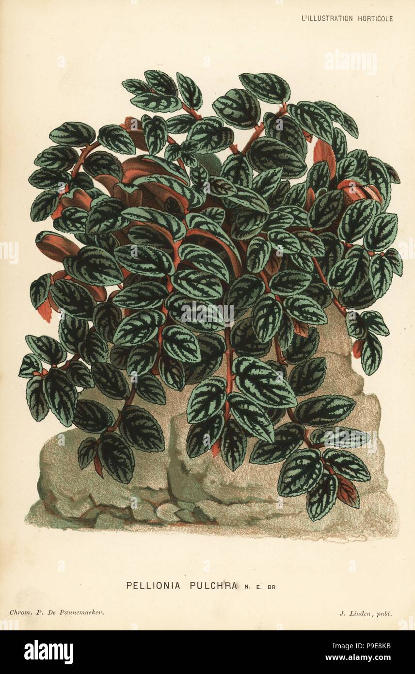Pellionia repens foliage plant (Pellionia pulchra). Chromolithograph by Pieter de Pannemaeker from Jean Linden's l'Illustration Horticole, Brussels, 1883. Stock Photo