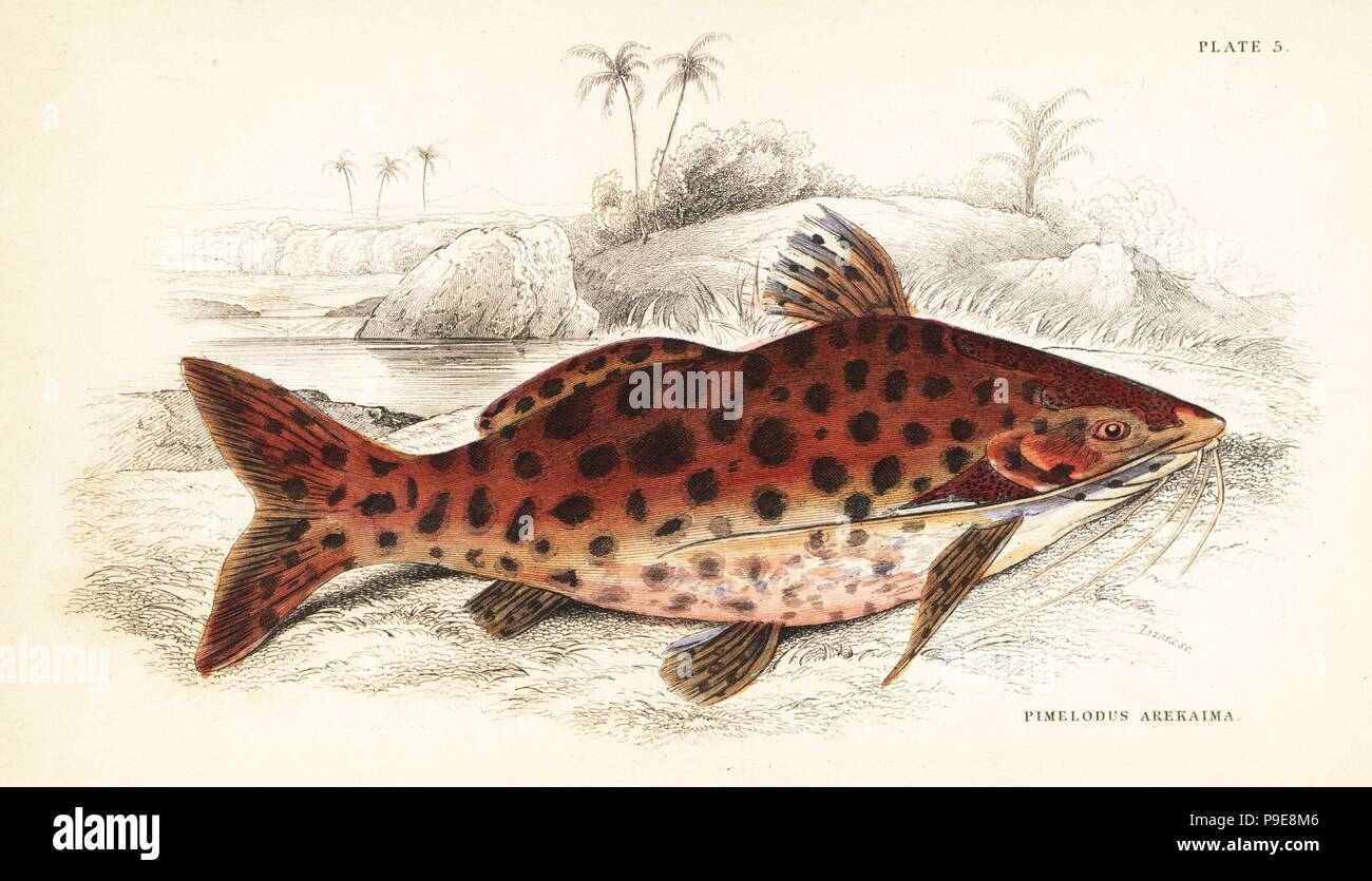 Bloch's pim, Pimelodus blochii (Tiger pimelodus, Pimelodus arekaima). Handcoloured steel engraving by W.H. Lizars after an illustration by James Stewart from Robert Schomburgk's Fishes of Guiana, part of Sir William Jardine's Naturalist's Library: Ichthyology, Edinburgh, 1841. Stock Photo